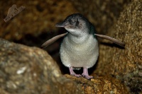 Tucnak nejmensi - Eudyptula minor - Little Penguin o9320